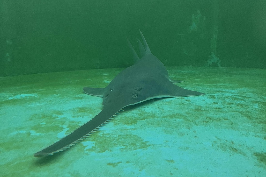 The rescued sawfish in one of Mote's temporary holding tanks.