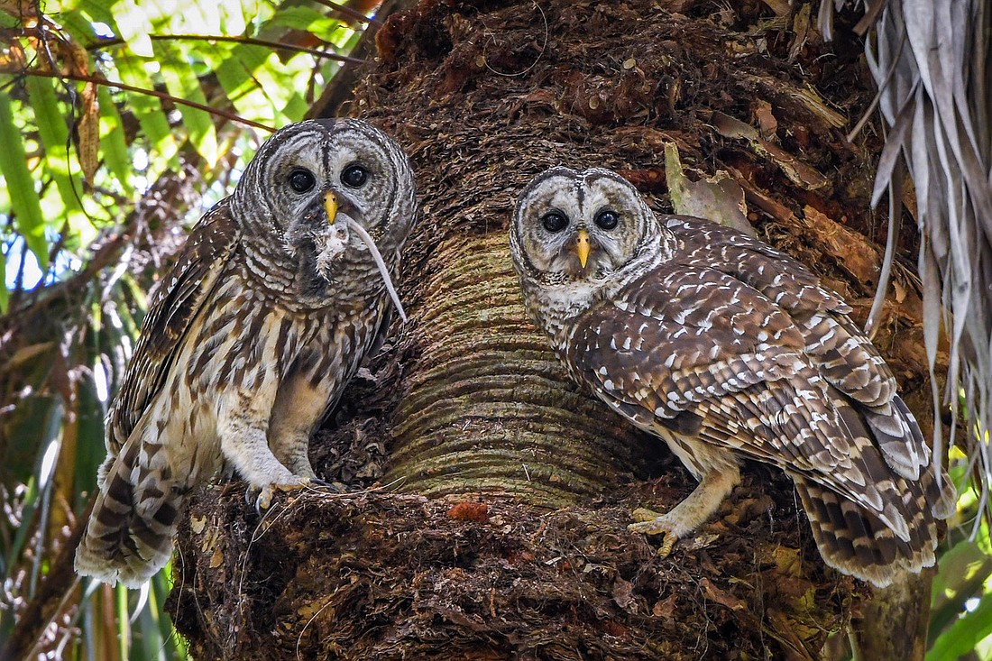 Anticoagulant poisons in bait traps threaten native rodent hunters, like barred owls, who help keep pests in check.