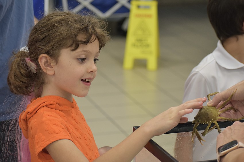 First grader Victoria Henshaw meets a crab from Brookside Middle School, held by instructor Katie Hill.