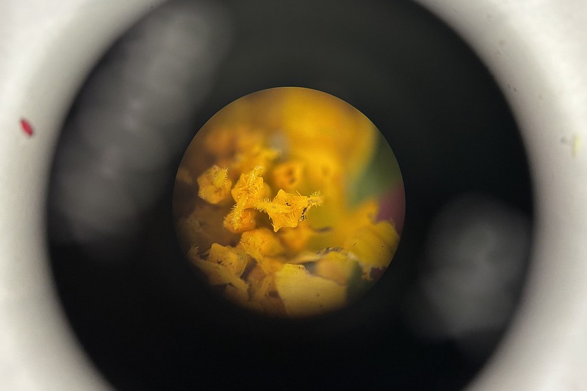 Attendees had the chance to view flowers through a Brock Magiscope.
