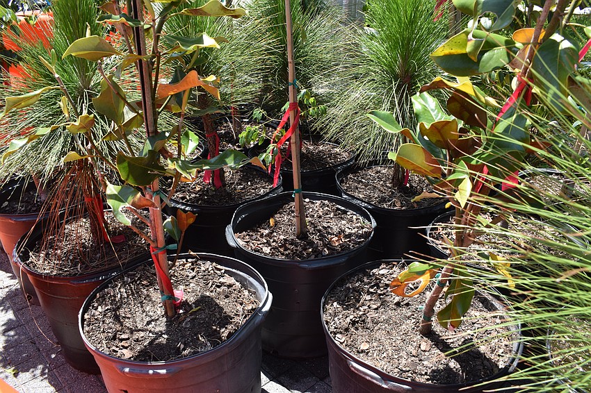 Free trees from the City of Sarasota stand ready for collection.
