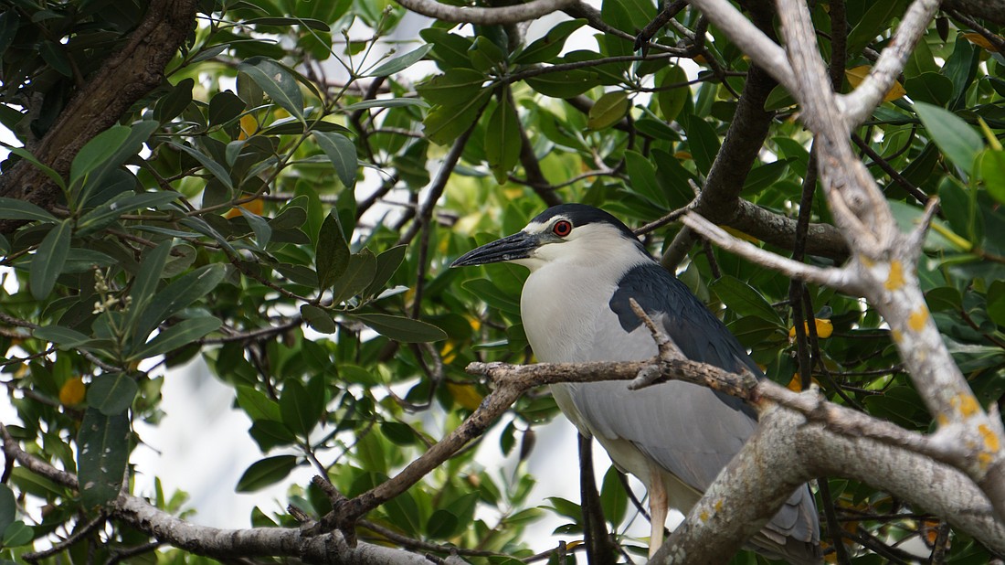 A black-crowned night heron in the Plymouth Harbor rookery.