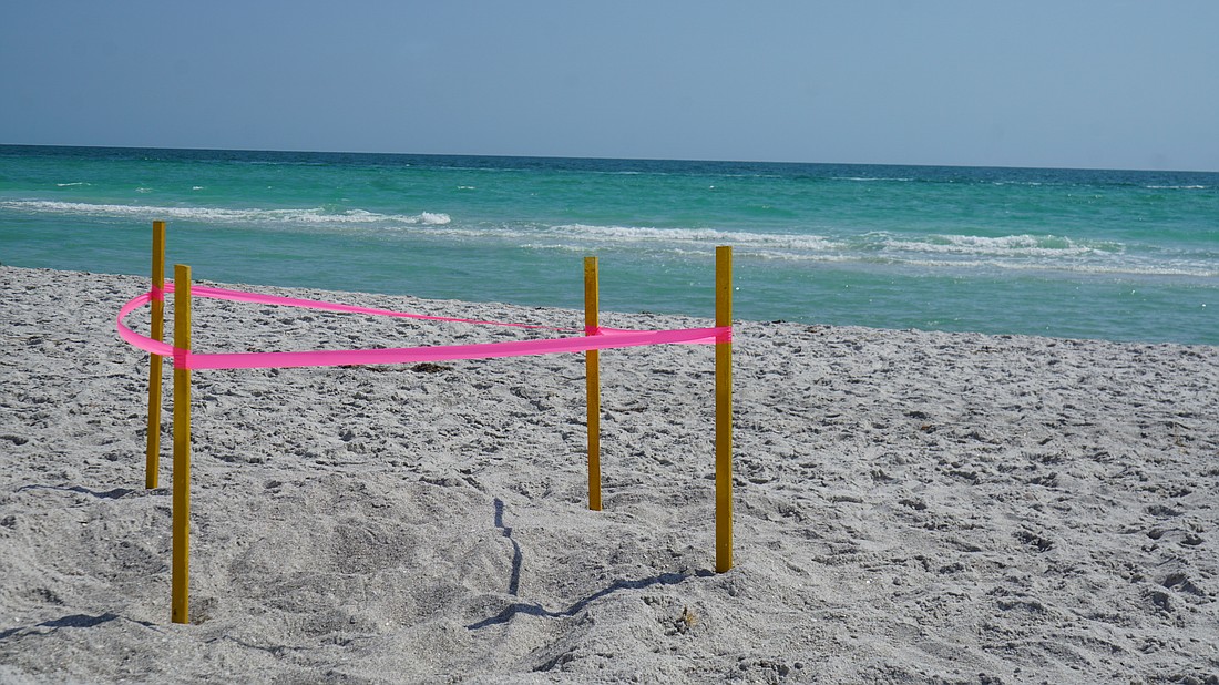 Longboat Key Turtle Watch's first recorded nest of the 2024 season.