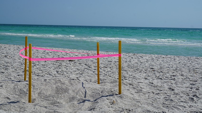 Longboat Key Turtle Watch's first recorded nest of the 2024 season.