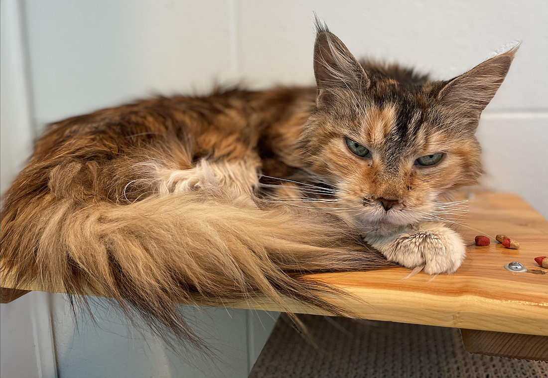 Magnolia, 10, is a female long-haired tortoiseshell cat with a friendly, gentle nature. Photo courtesy of the Humane Society