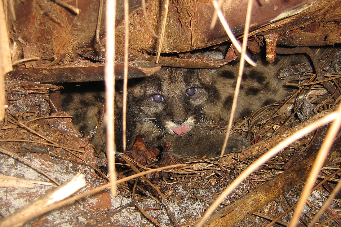A panther kitten peeks out from its den.