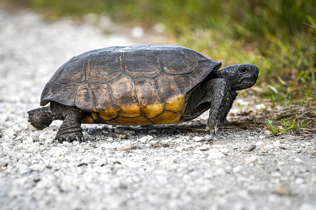 Regular schedules of prescribed burns help restore and maintain healthy habitats for imperiled fire-dependent species such as gopher tortoises.