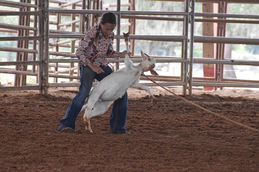 Haven Blanford tries her best to get the goat positioned properly so she can tie its legs.