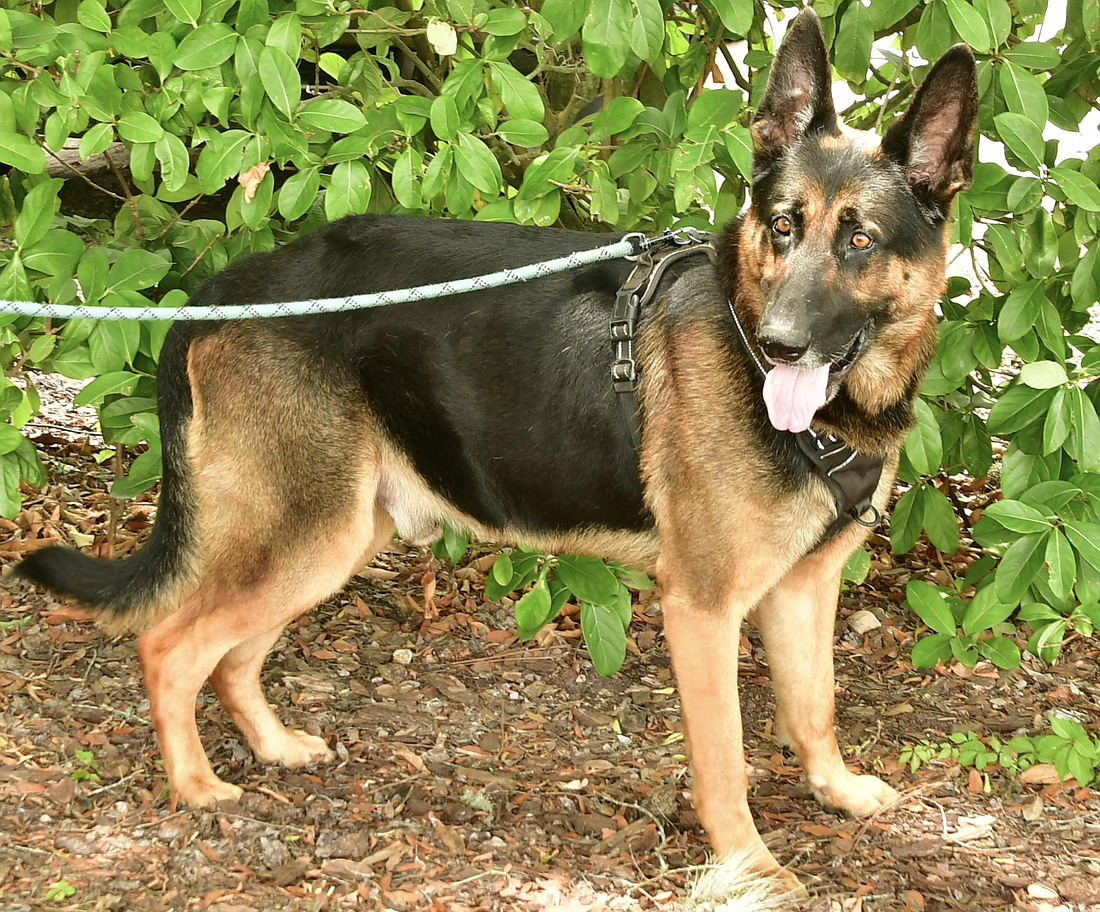 Gideon, 5, is a male German Shepard who loves to solve puzzles and explore his surroundings. Courtesy photo