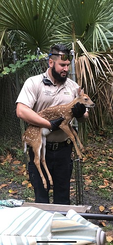 Community Service Officer Supervisor Justin Soard rescues a fawn in Halifax Plantation. Courtesy photo