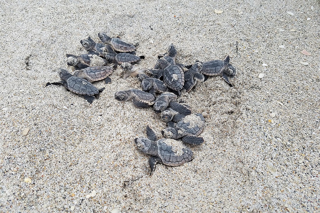 Loggerhead hatchlings emerge from the sand in August 2016.