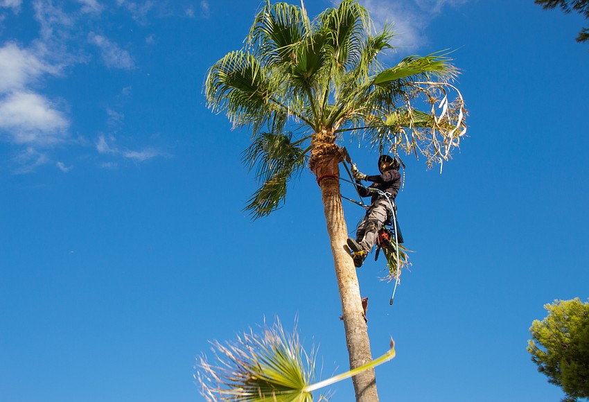 Trim trees now to prepare for upcoming storm season | West Orange Times ...