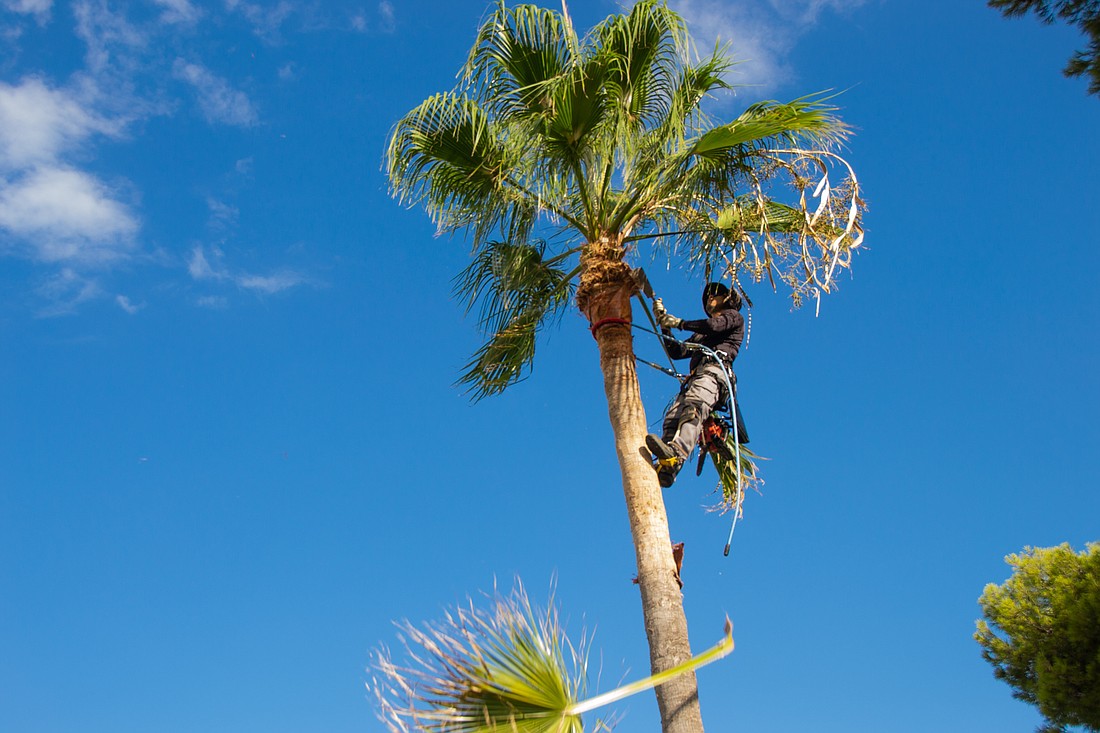 Palm tree pruner cleaning a washingtonia palm tree with blade and safety harness. Palm tree cleaning concept.