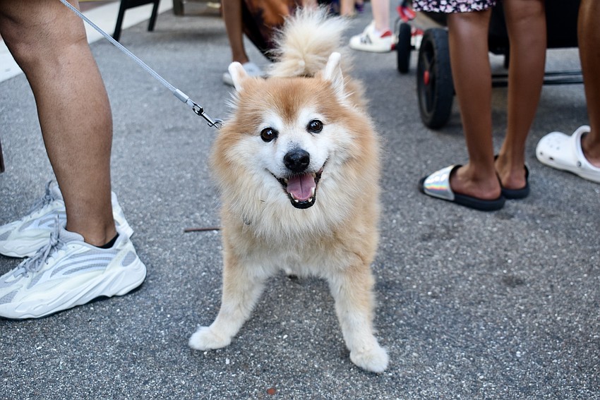 Popis only looks like a puppy. He's a 13-year-old Shiba Inu Pomeranian.
