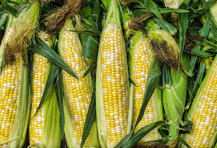 Southern Hill Farms to debut Sweetcorn Festival | West Orange Times ...