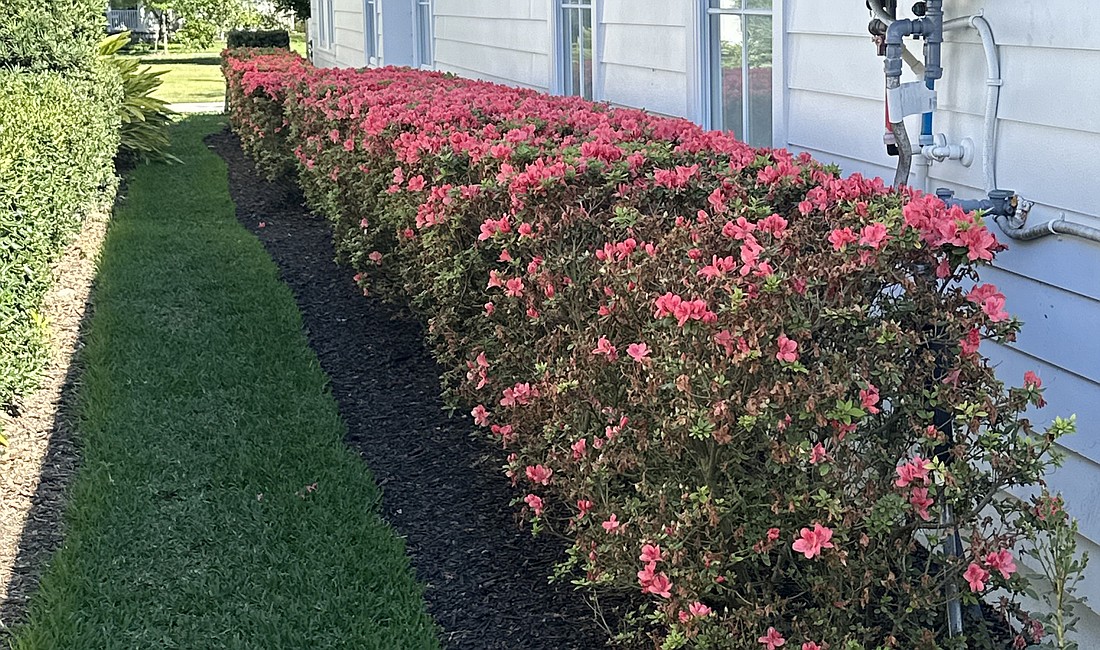 A foundation wall hedge is a great way to prevent erosion and provides additional security.
