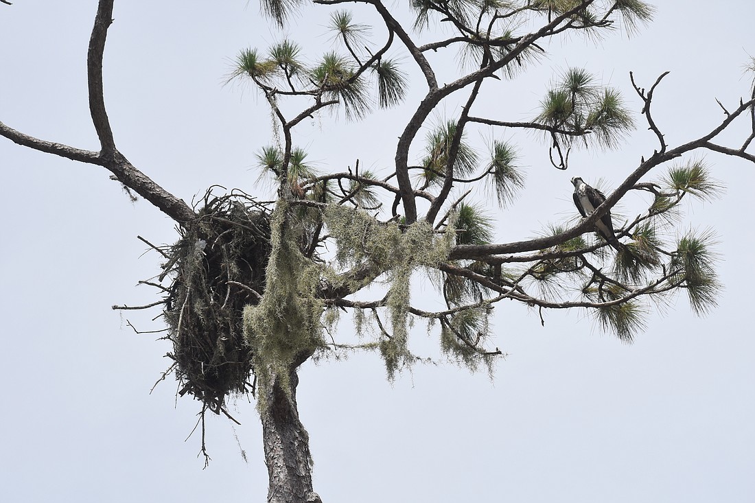 A photo from July 2023 shows how the osprey nest was tilting.