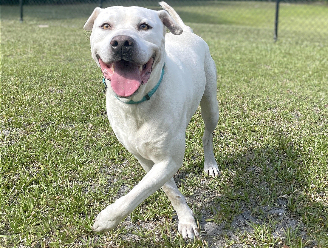 Flash, 2, is a Labrador retriever mix who is always up for a game of fetch. Courtesy photo