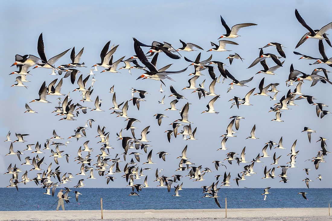 A colony of black skimmers on Lido Beach.
