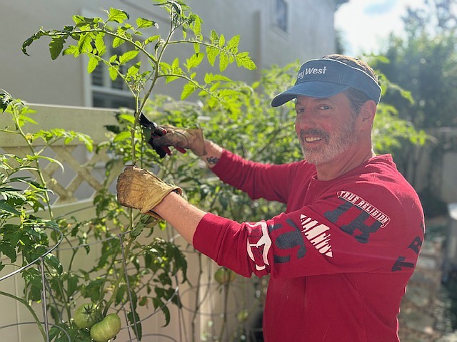 Resident Michael Lynch pruning his tomato plants.