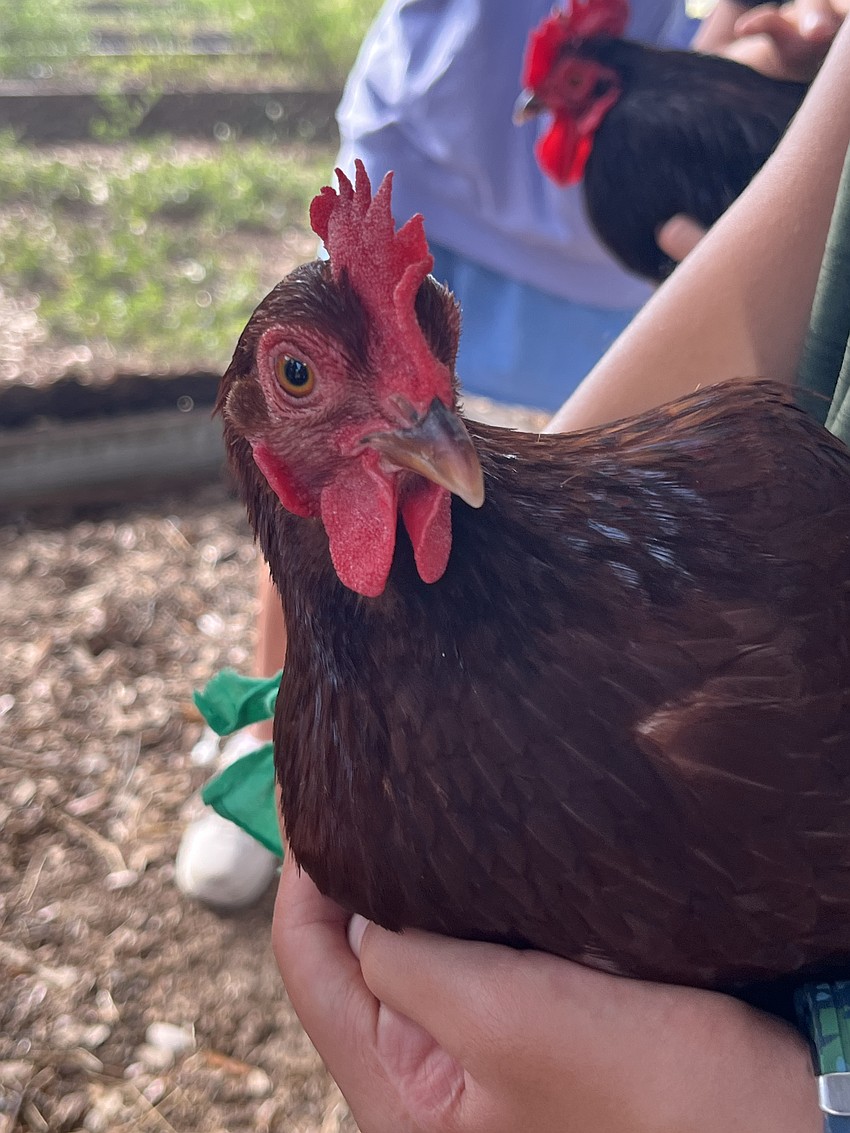 The chickens are a favorite of the Junior Ranchers summer camp.