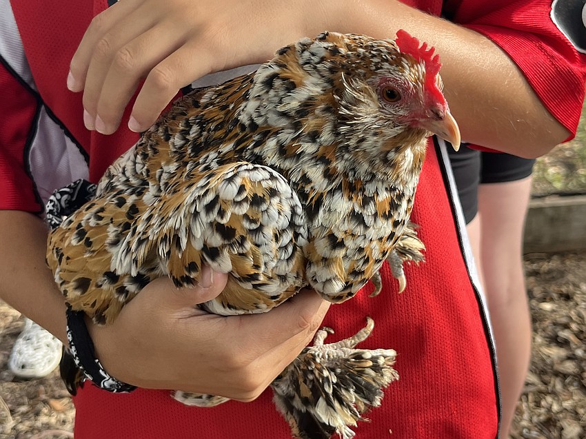 The chickens at Lakewood Ranch High School enjoy the attention they receive during Junior Ranchers summer camp.