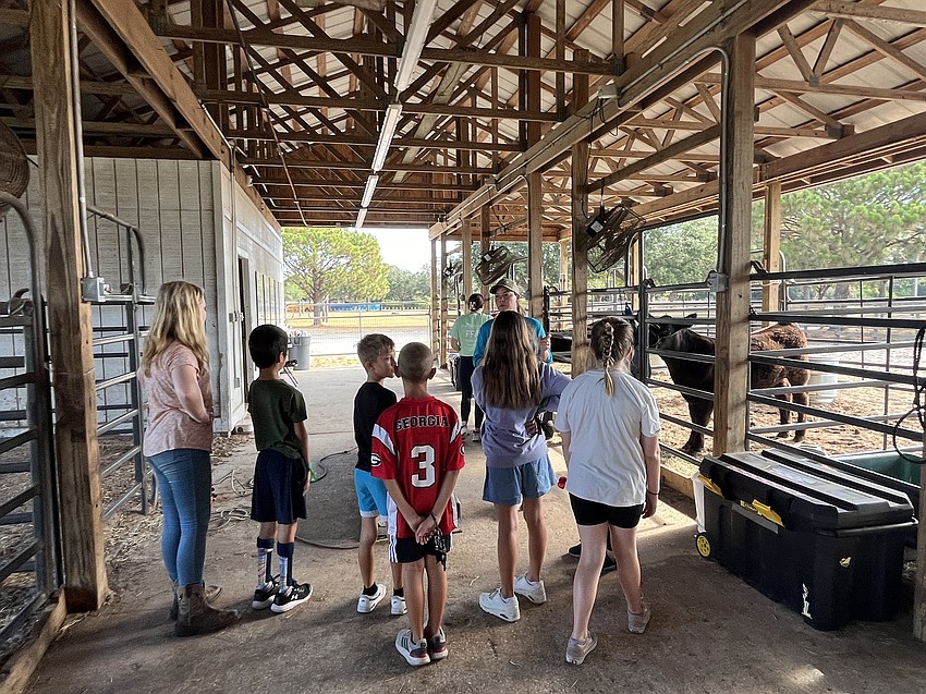 Junior Ranchers campers are ready to learn about cows and how to weigh them.