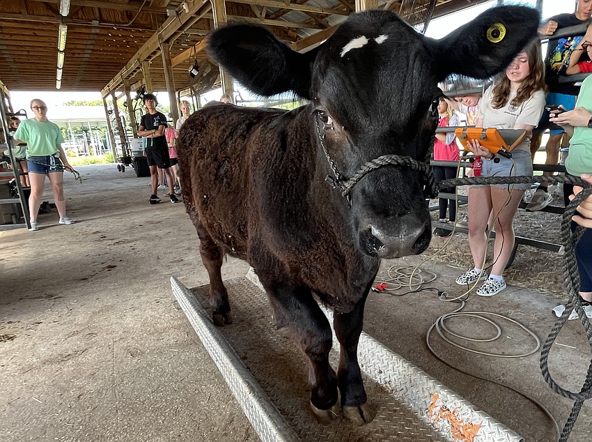 Doug weighs in at 616 pounds.