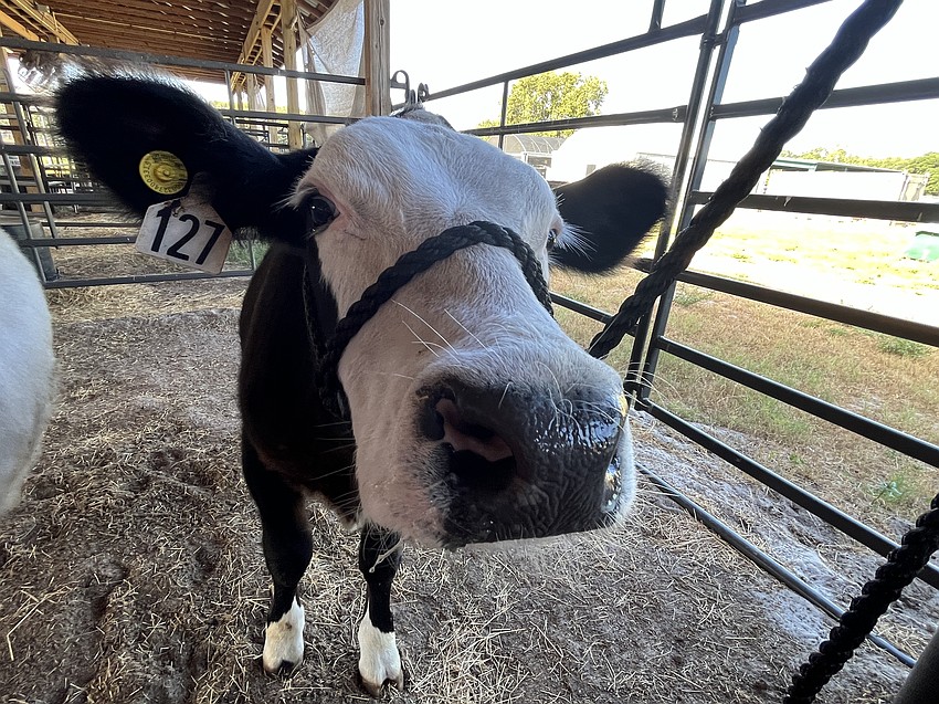 Otis is a friendly face around Lakewood Ranch High's barn.