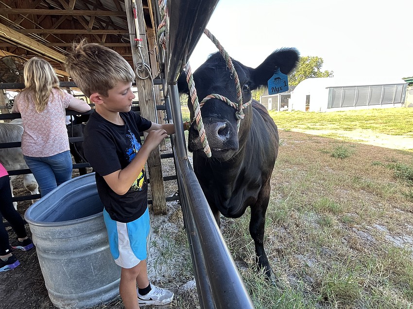 Chase Reynolds, who is 10, takes his time gently petting a cow.