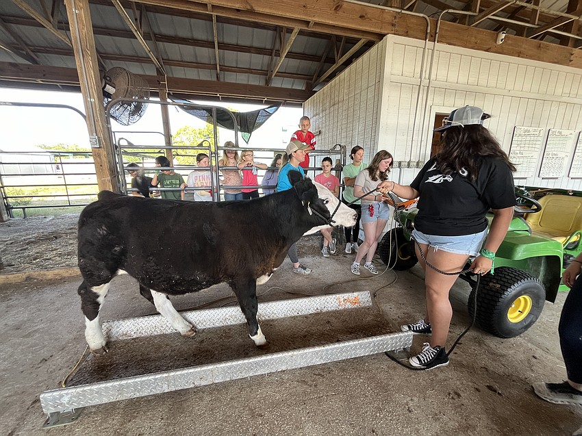 The campers wait to see how much Otis will weigh after being put on the scale by rising senior Kendall Huerta.