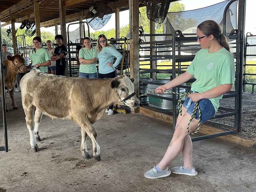 Zig gives Kaylee Crane, a rising sophomore at Lakewood Ranch High School, a little trouble getting to the scale. It's Zig's first time being weighed.