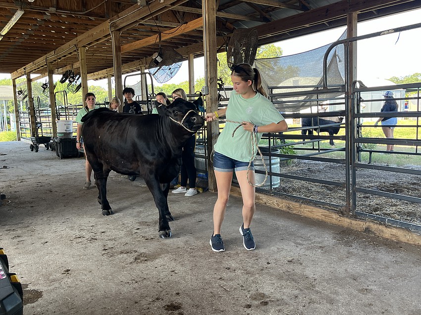 Emma Syfer, a rising junior at Lakewood Ranch High School, has been interested in agriculture since she was 6 years old. Now she's teaching kids about cows and other aspects of agriculture during the Junior Ranchers summer camp.