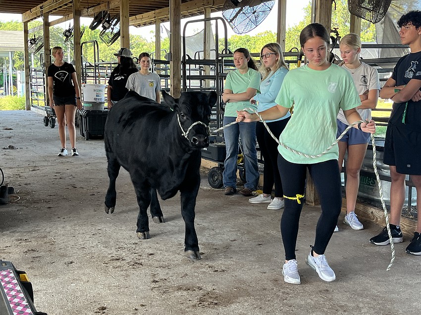 Kennedy Hoeper, a rising Lakewood Ranch High junior, takes Sadie to get weighed. It's important for the cow's weight to be measured to track its progress.