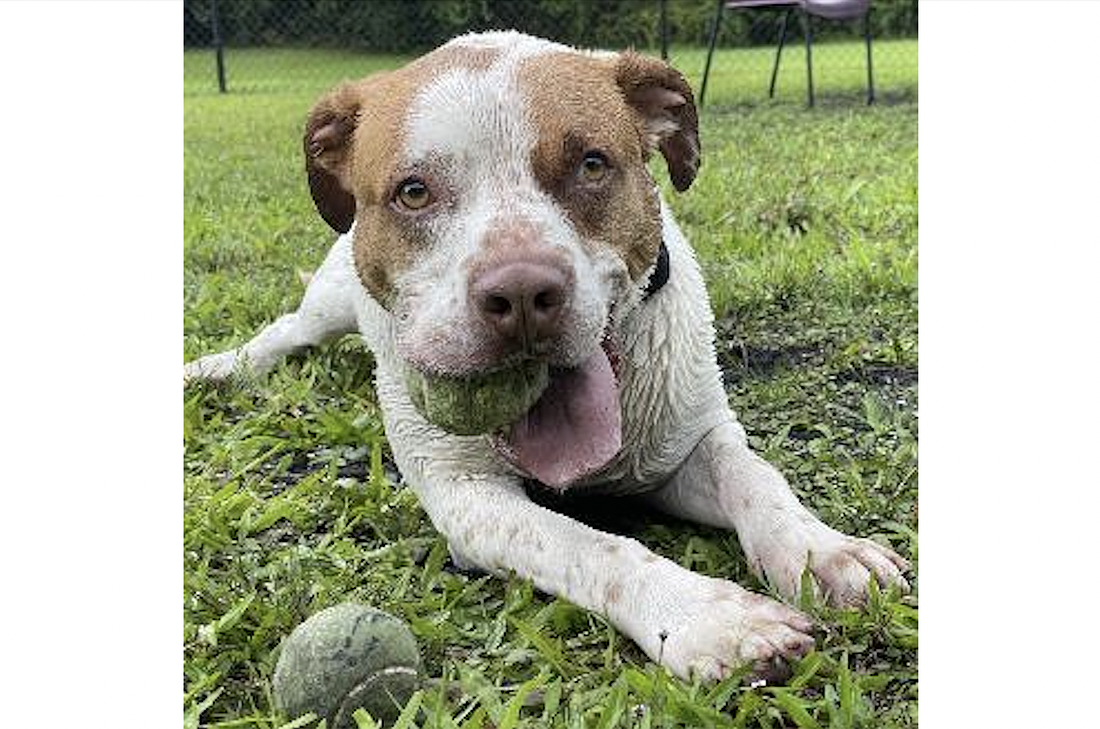 Charlie, Flagler Humane Society's longest resident (since May 2021), was at the adoption event. Courtesy photo