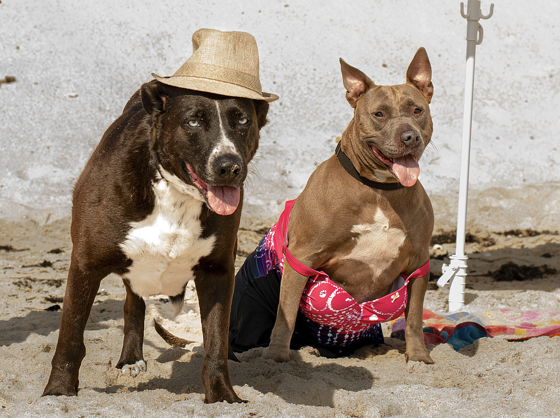 Bonded pair Baby, a 9-year-old male shepherd mix, and Blue Bell, a 6-year-old female terrier mix, were found together as strays in December 2022. Courtesy photo