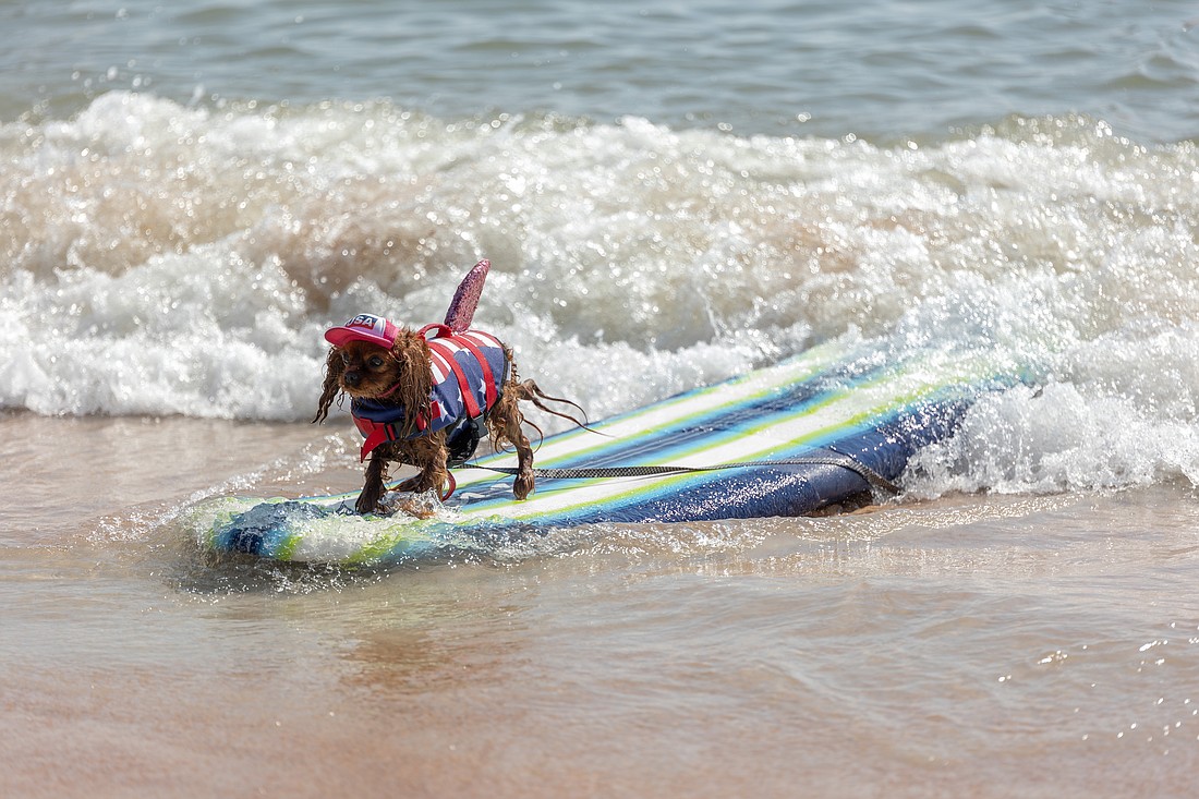 Winny rides a wave at the third annual Hang 8 Dog Surfing Extravaganza on Flagler Beach. Photo by Jake Montgomery
