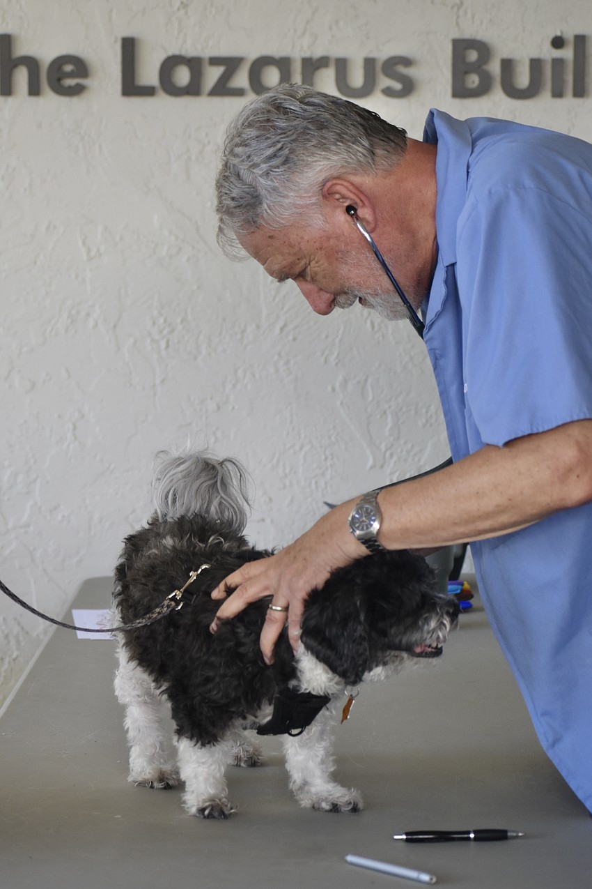 Dr. Hal Alterman offers an examination to Goliath, who belongs to Rabbi Michael Shefrin's family.