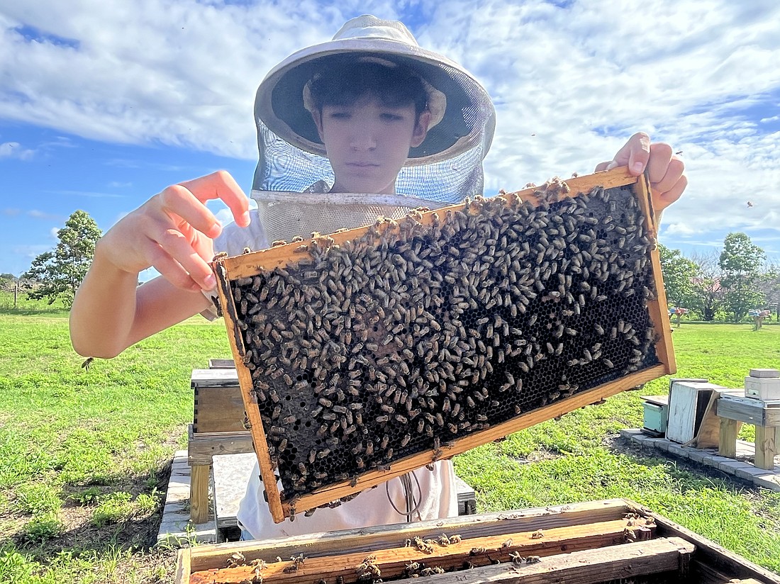 Joshua Vasquez, the youngest of the Vasquez family at 13 years old, has been around bees his whole life.