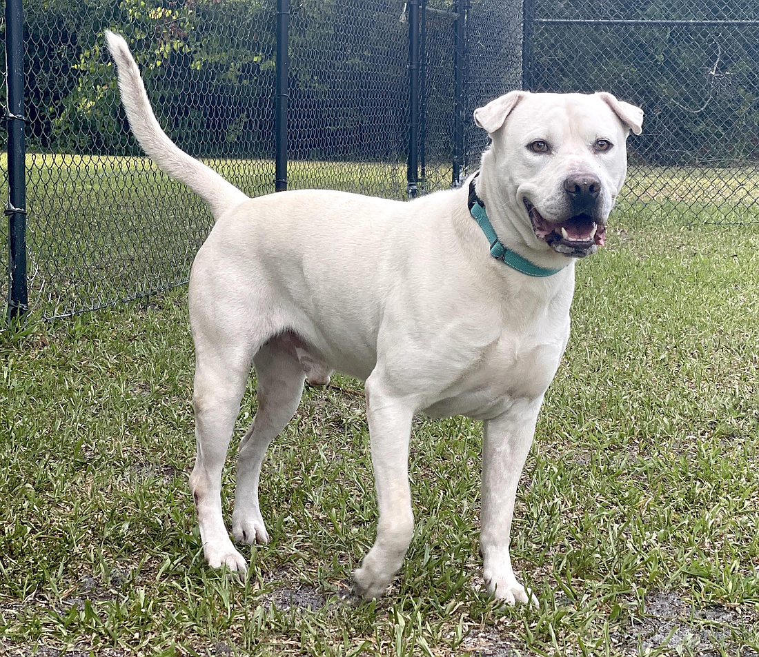 Flash, 2, is a male Labrador retriever mix who was found as a stray on May 14. Courtesy photo