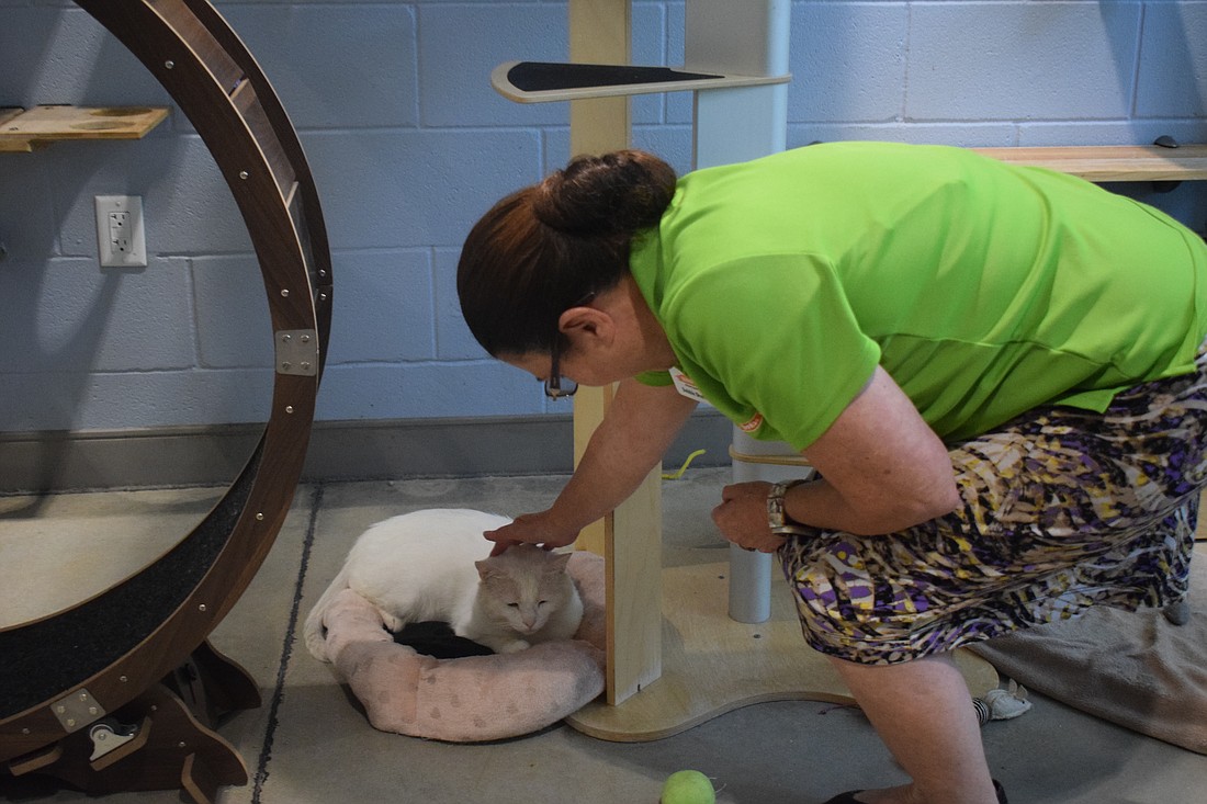 Debbie Shaffer petting one of HSSC's cats in their play room.