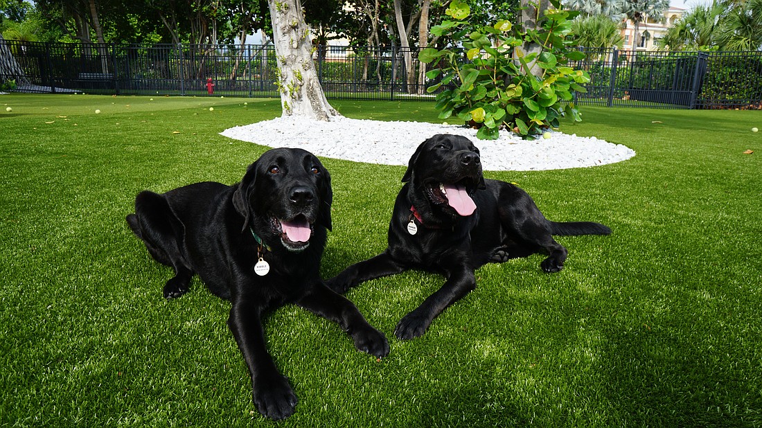 Kibble and Parker enjoy the turf at Bayfront Park's dog park.