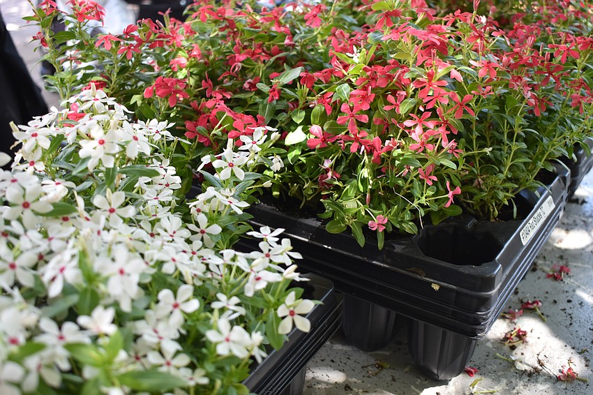 The flower pots combined red, white and purple (blue) colors.