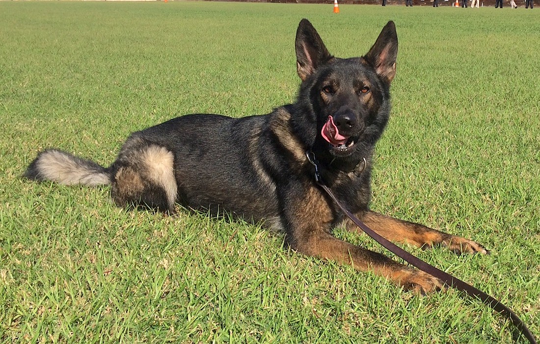 K-9 Bronson served the Sarasota Police Department from 2014 to 2021.
