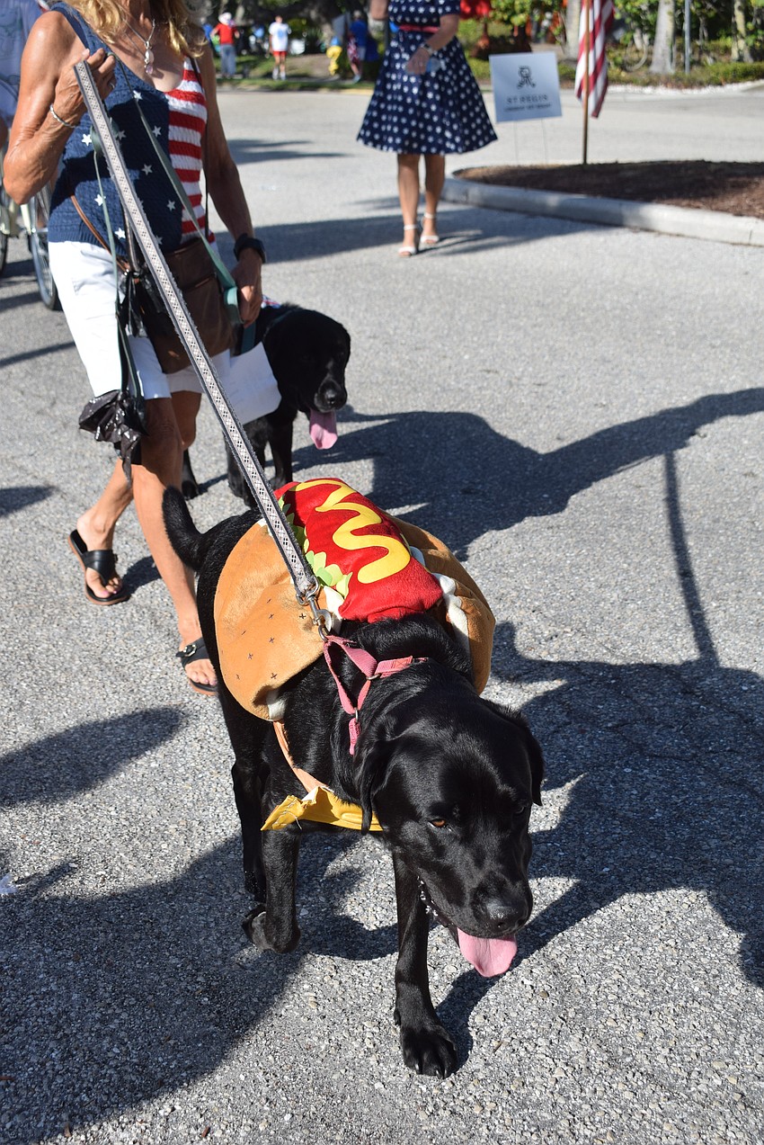 Longboat dogs dressed up to walk in the Rotary Club's Hot Diggity Dog Parade.