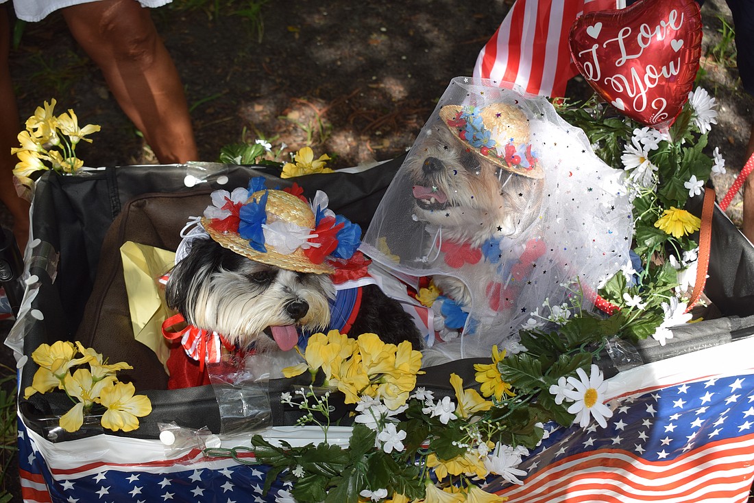 Dogs Bisou and Tinkerbell got married at the Longboat Key Chamber's Freedom Fest