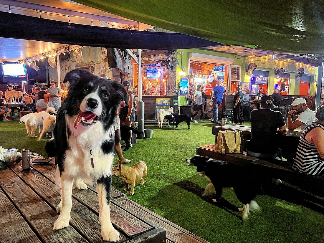 Dog Bar St. Pete has fenced-in Astroturf areas for dogs to play and people to congregate.