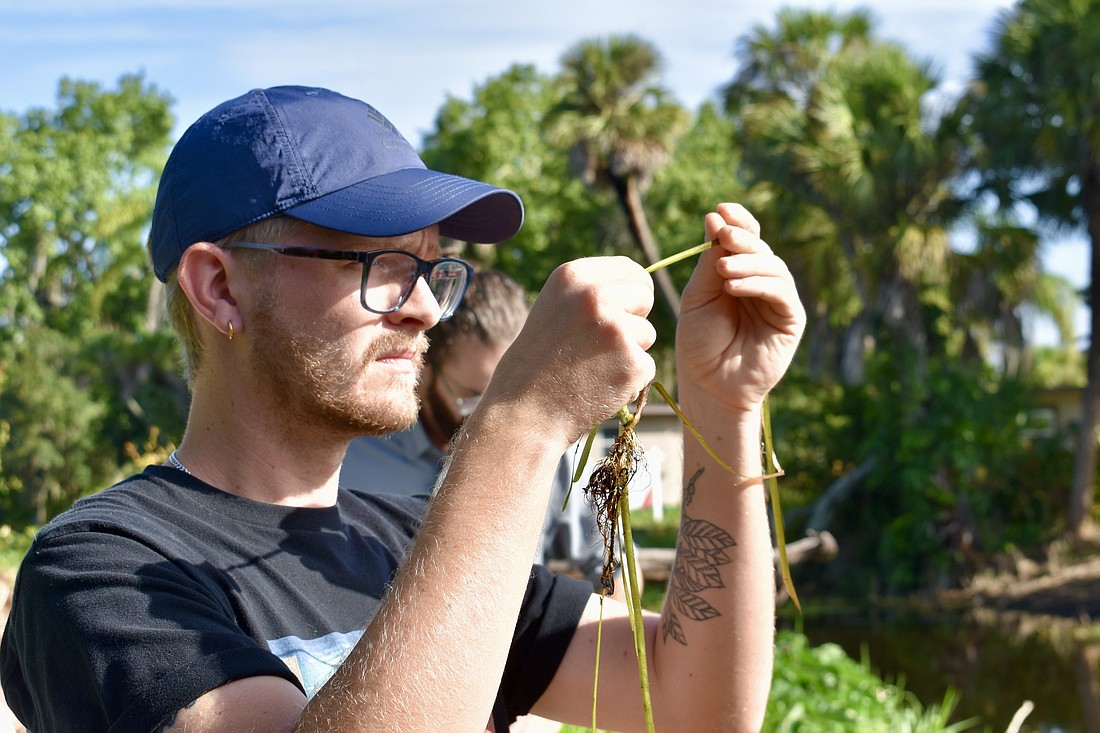 Mississippi State student Maxwell Gebhart examines the invasive tape grass in the wild. He's used to seeing it in a lab.