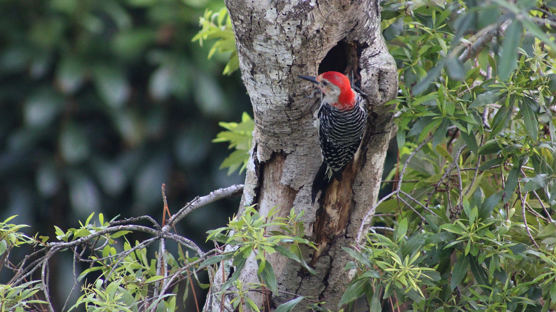 An oak snag in the front yard of Susan and John Darovec of Braden Woods is beneficial to wildlife, such as this red-bellied woodpecker.