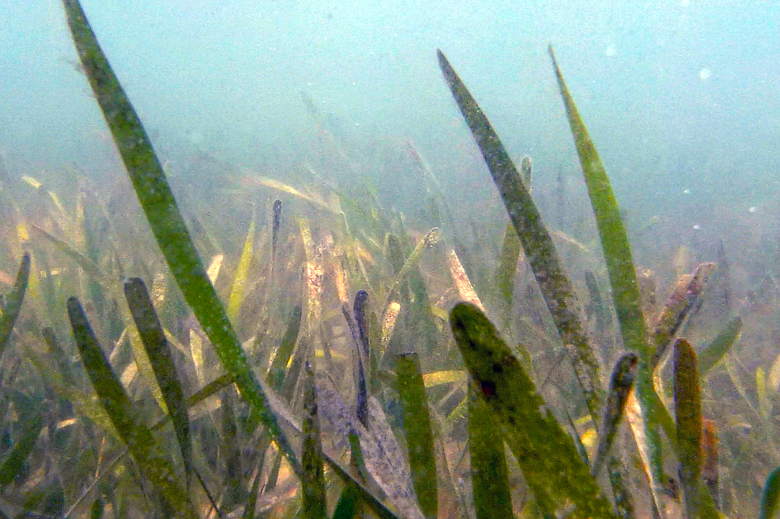 Seagrasses under Sarasota Bay.